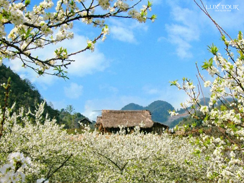 mu-cang-chai-thang-3-6.jpg (225 KB)