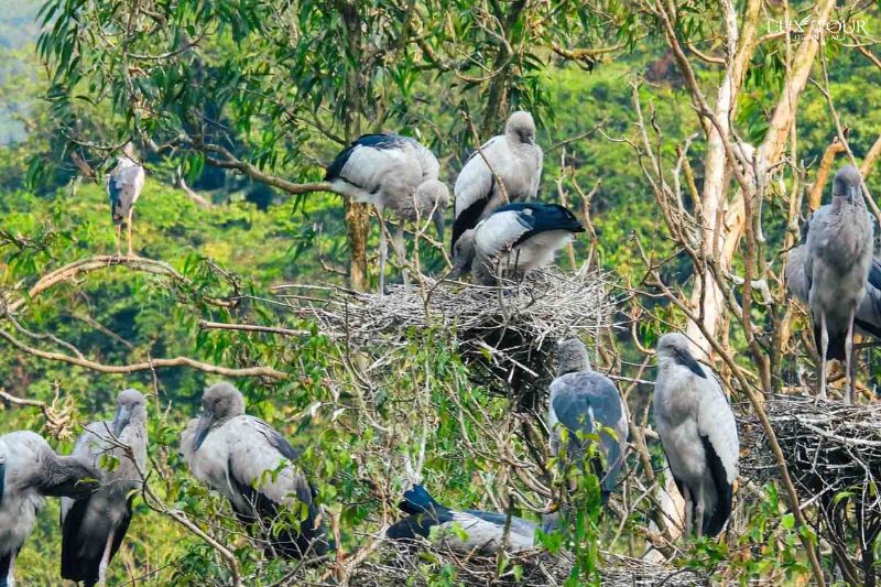 con-chim-ninh-binh-thang-12-2.jpg (154 KB)