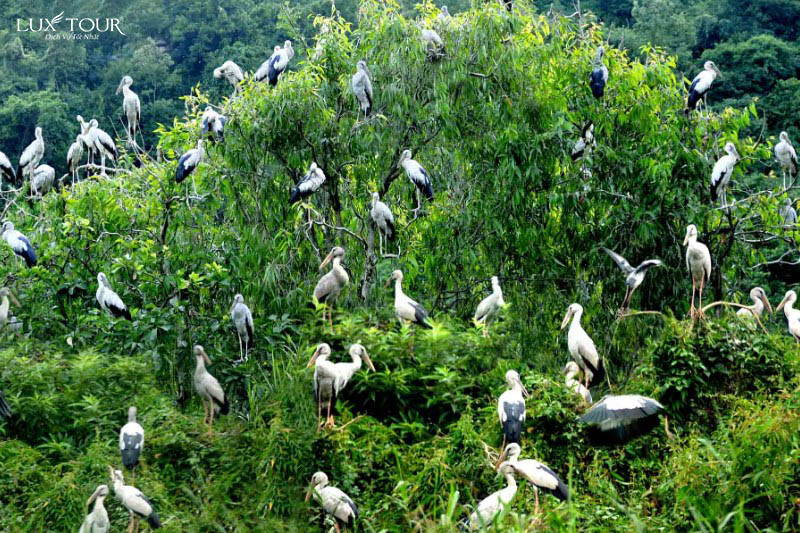 vuon-chim-thung-nham-2.jpg (190 KB)