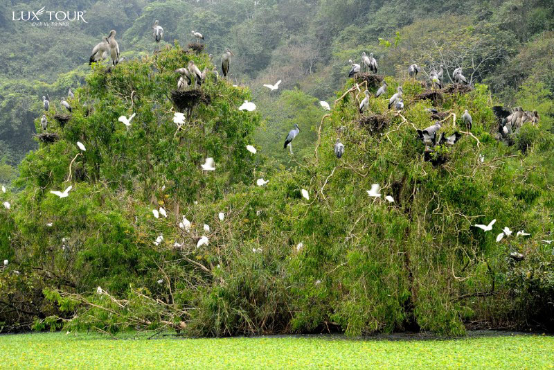 vuon-chim-thung-nham-3366.jpg (233 KB)